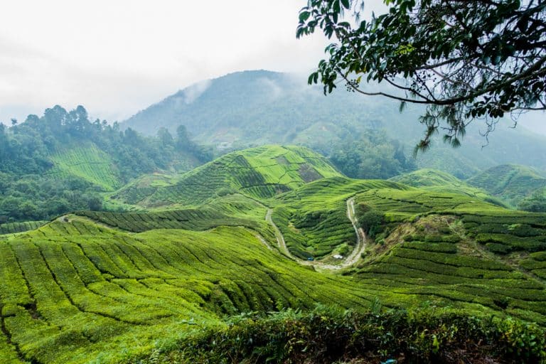 Beautiful Tea Plantations