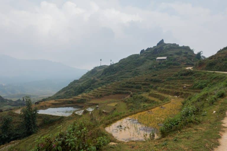 Harvested Rice Fields in Sapa Harvested Rice Fields in Sapa