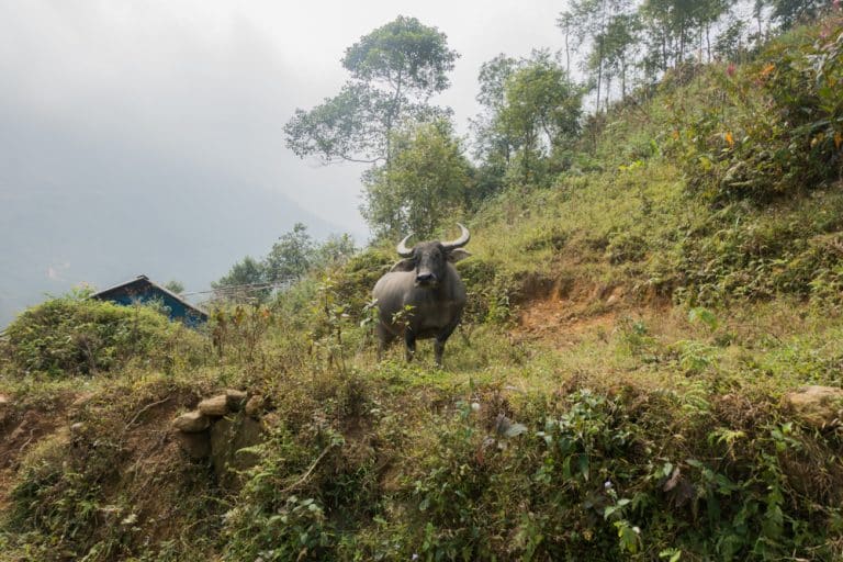 Water Buffalo Water Buffalo