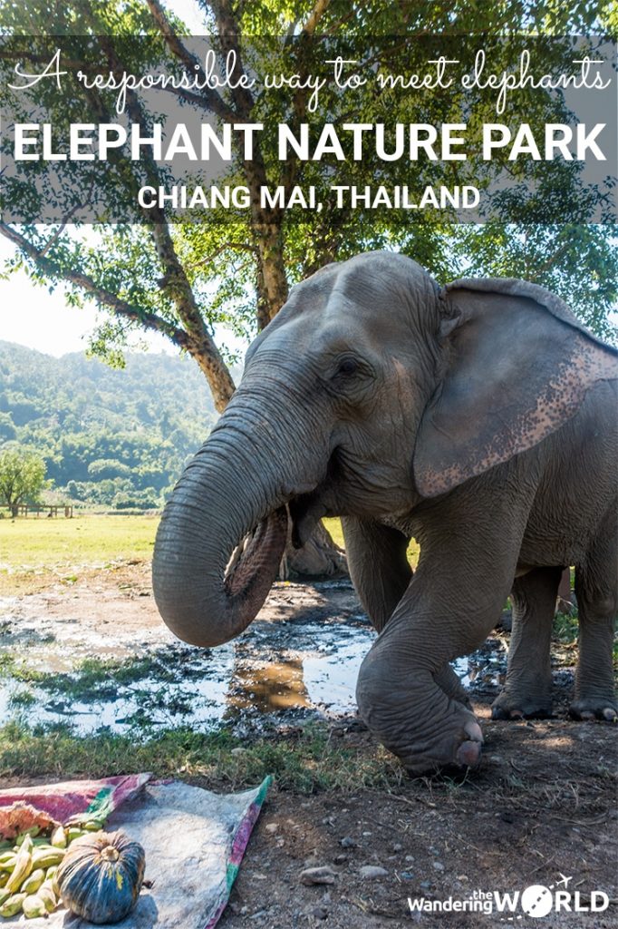 Visiting the Elephant Nature Park in Chiang Mai - Wandering the World