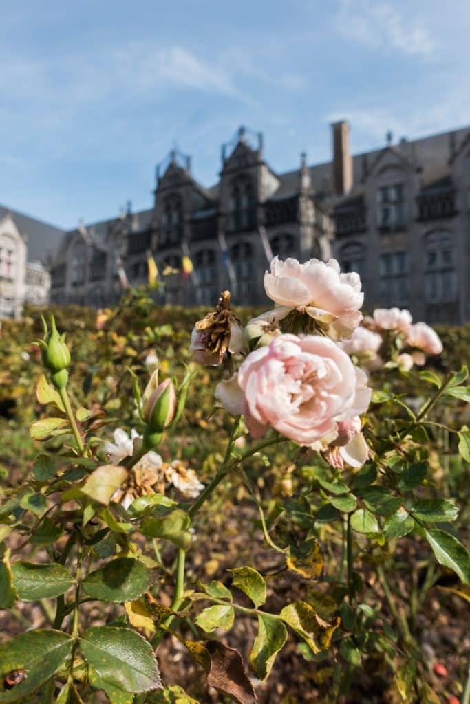 Flowers in front of Palais des Princes-Évêques