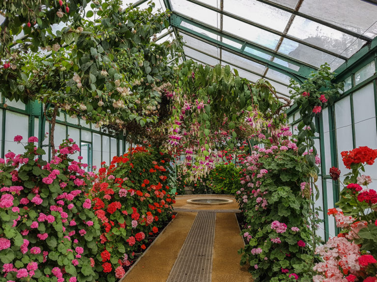 Small Geranium Gallery