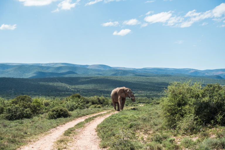 Addo Elephant National Park has some stunning scenery