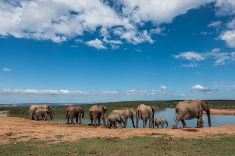 Beautiful herd of elephants at Hapoor Dam