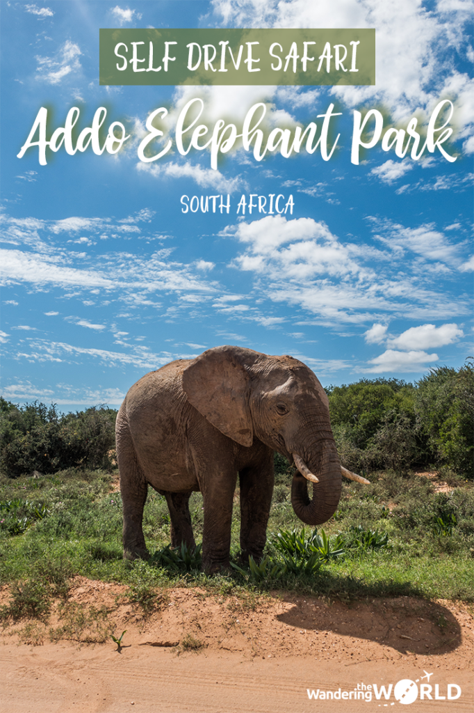Self Drive Safari at Addo Elephant National Park