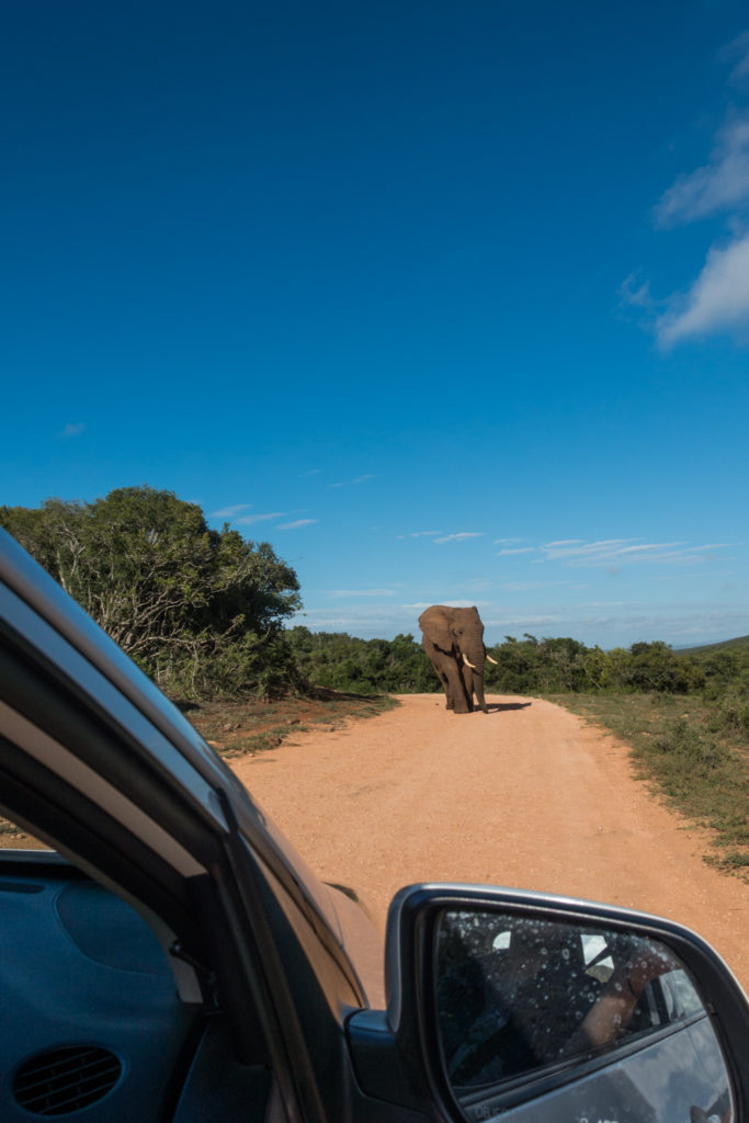 Watch out for elephants on the road